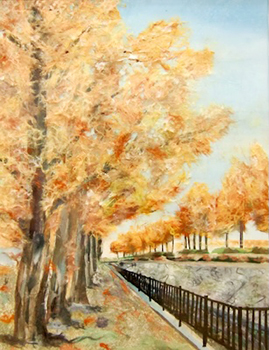 メタセコイア並木