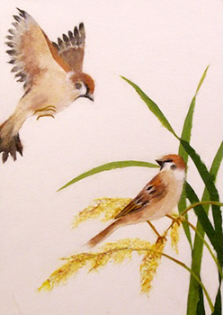 すずめと稲（習作）