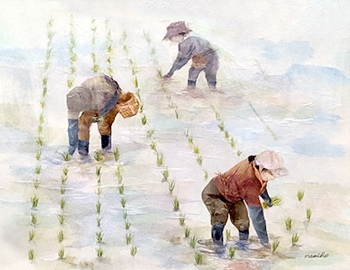 田植え